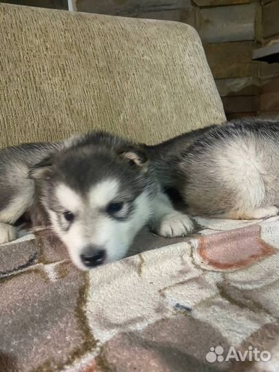 Аляскинский маламут