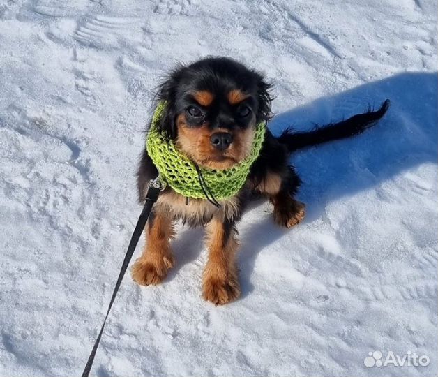 Шапочка для ушек спаниеля