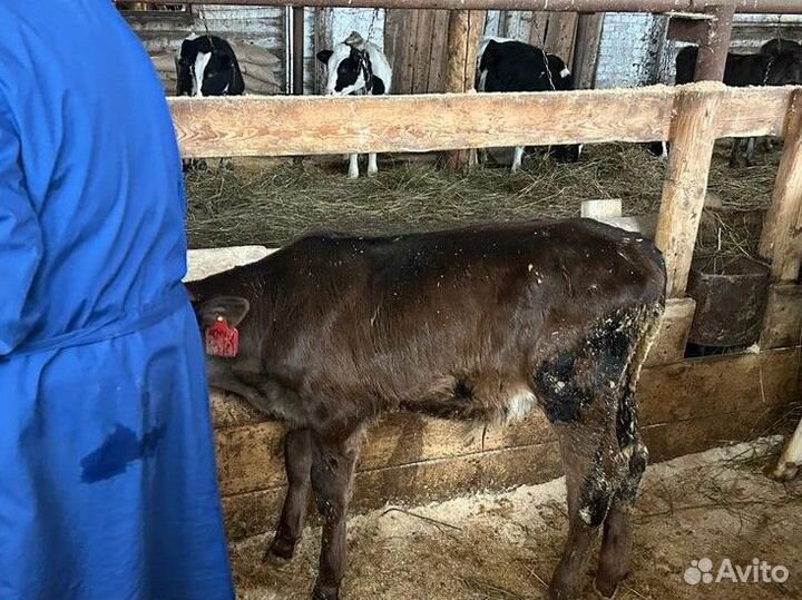 Отпоенные телята