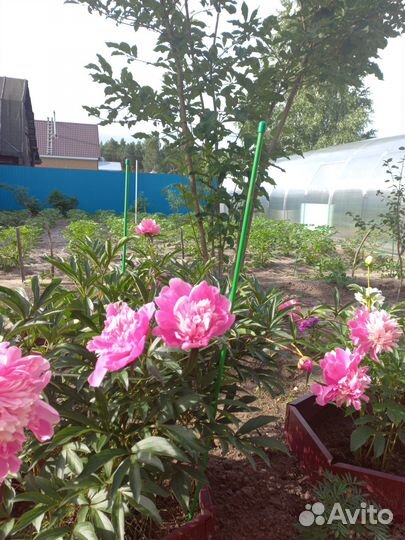 Пион розовый