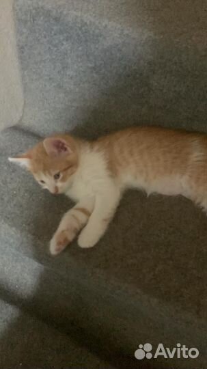 Котенок в добрые руки