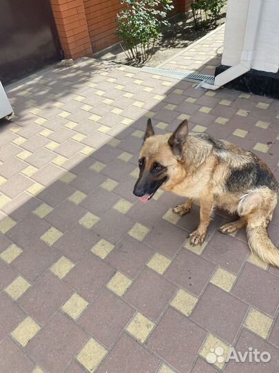 Щенки немецкой овчарки