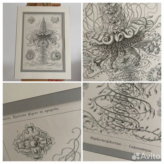 Антикварные литографии Красота форм в природе