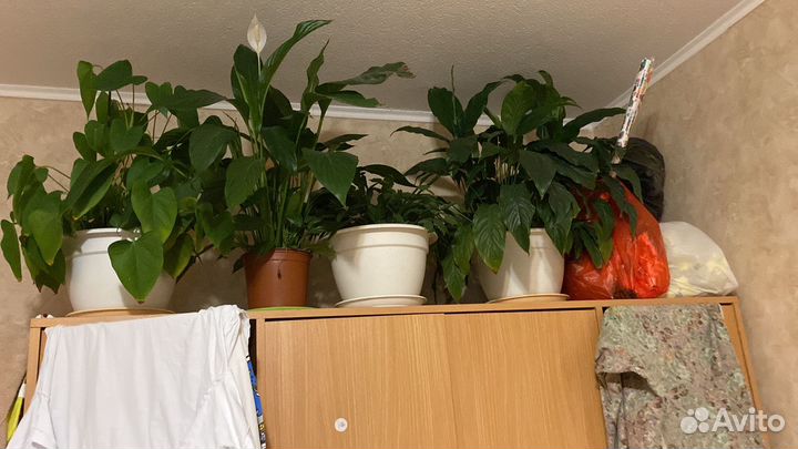 Продаю комнатные цветы