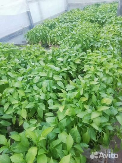 Рассада перца