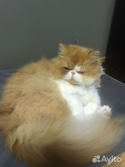 Вычес котов и кошек