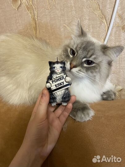 Вибрисы (усы) кошечки