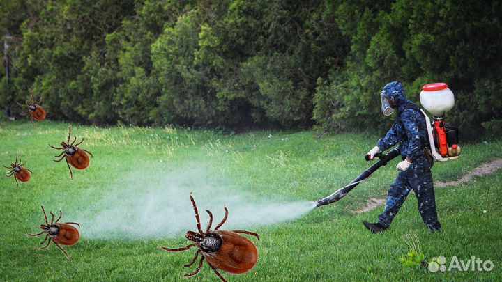 Обработка от клещей/уничтожение насекомых
