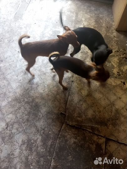 Домашние животные собаки щенки