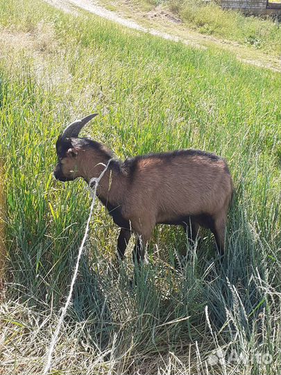 Козлик,коза