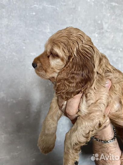 Кокер спаниель