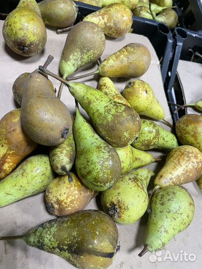 Груша конференция