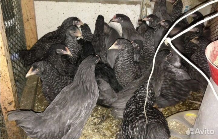 Куры-молодки