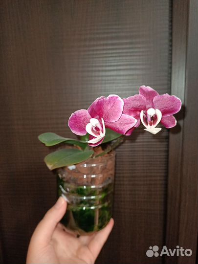 На брони. Ароматная Орхидея фаленопсис Каода