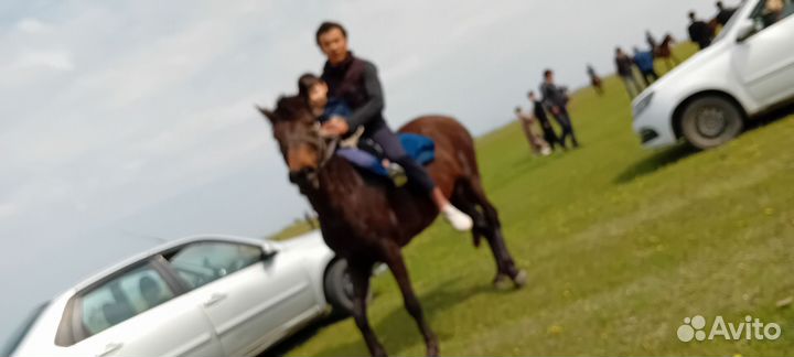 Кобыла возраст 5 лет