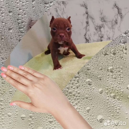 Американский булли покет