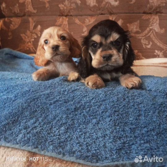 Американский Кокер спаниель