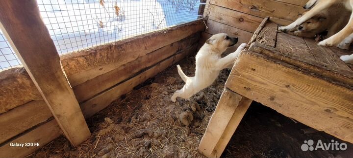 Щенки западно сибирской лайки