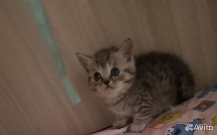 Шотландские котята