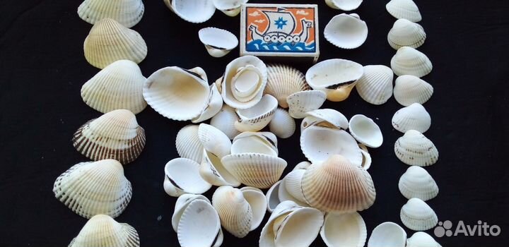 Морские ракушки скафарки
