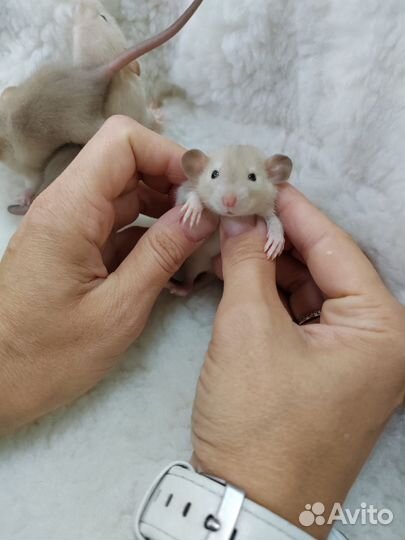 Крыса дамбо сиамские