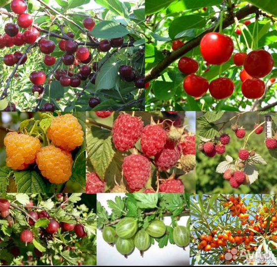 Саженцы плодовых деревьев