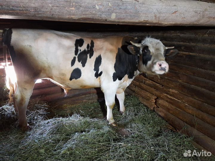 Быки на племя