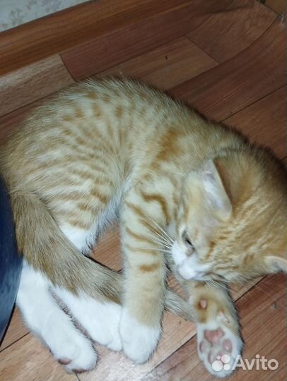 Бесплатно отдам котика в добрые руки