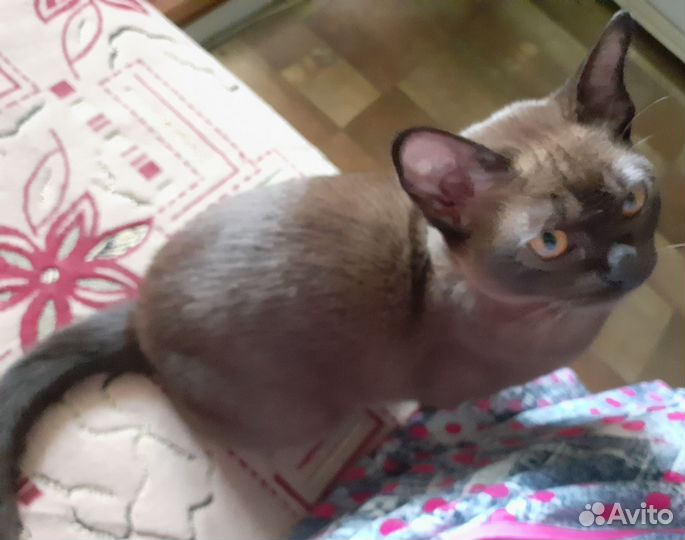 Котята Бурманские