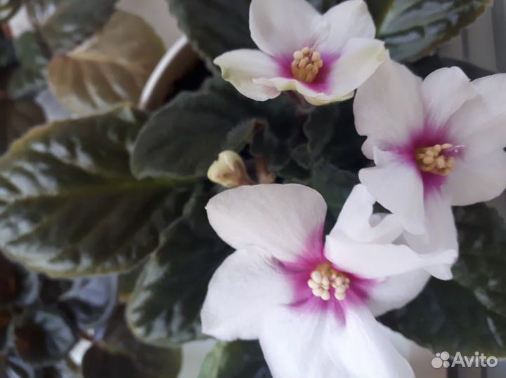 Сортовые сенполии