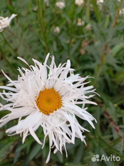 Лилии.Ромашка