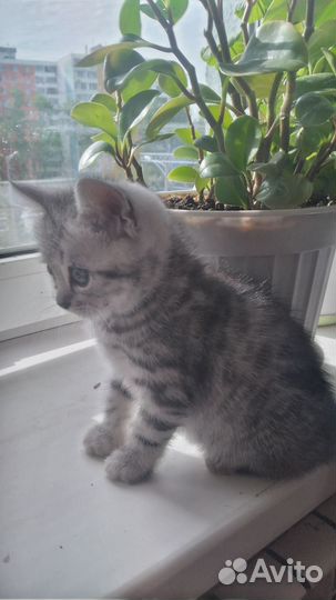 Отдам шотландских котят