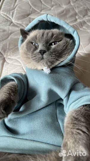 Худи для собак