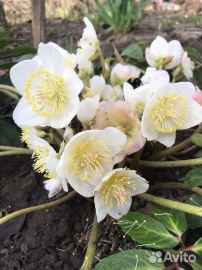 Садовые растения и цветы