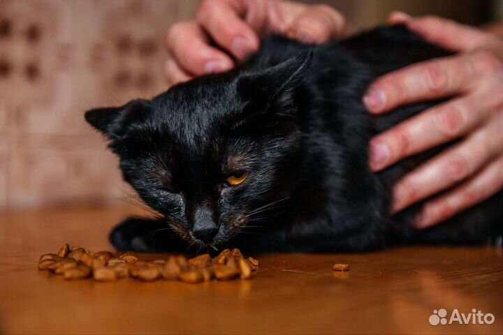 Кошечка в добрые руки