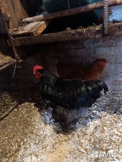 Продаю кур и уток