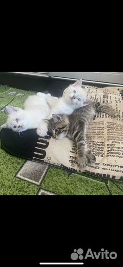 Красивые котята