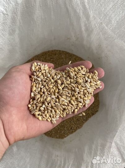 Крупа ячневая,пшеничная,перловая,лузга,мучка,лапша