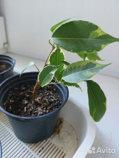 Фикус бенджамина