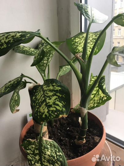 Диффенбахия