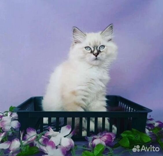 Невский маскарадный котенок