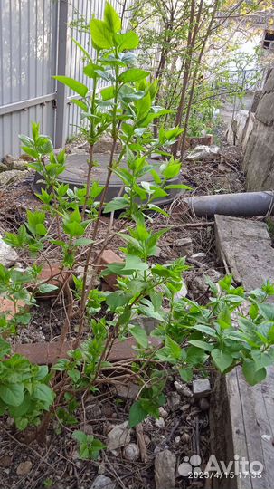 Белая сирень