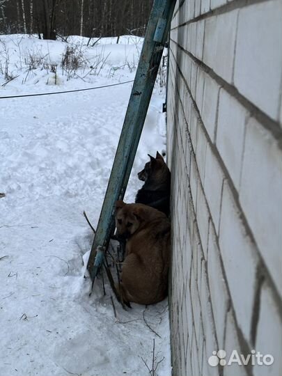 Собака щенок бесплатно в добрые руки