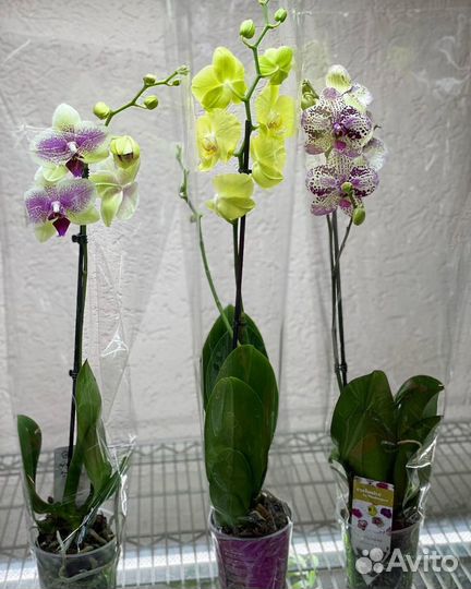 Орхидеи на 1 цветонос