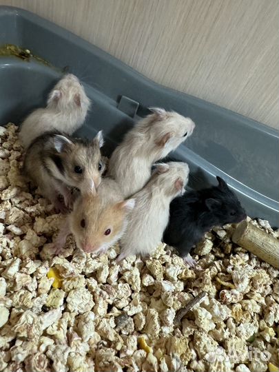 Сирийские хомяки