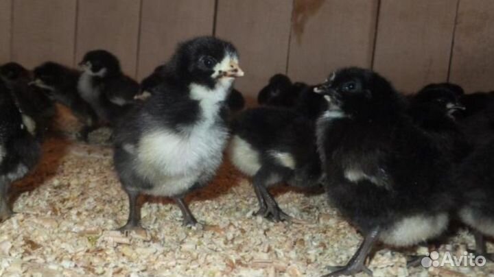 Цыплята