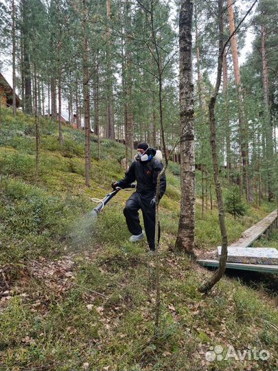 Клопы плесень крысы тараканы осы блохи запахи