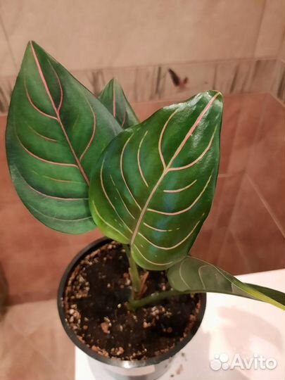 Аглаонема Rotundum