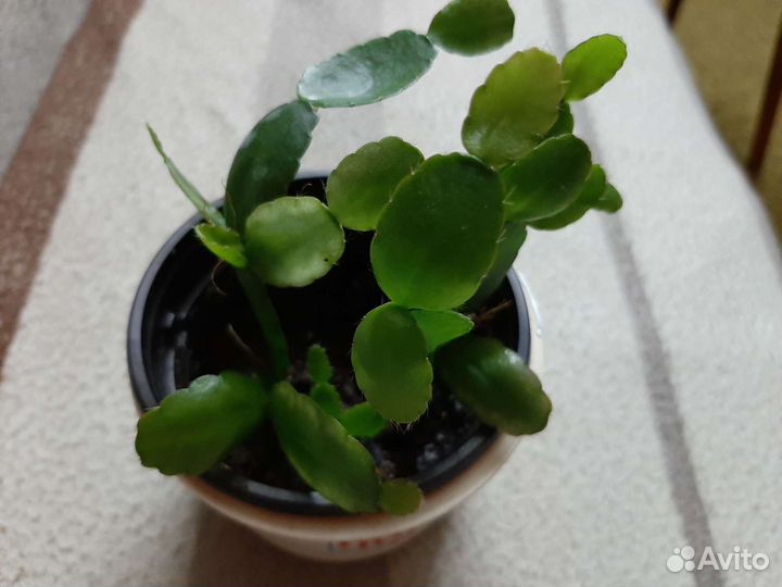 Фикус Гибискус Рапсолидопсис