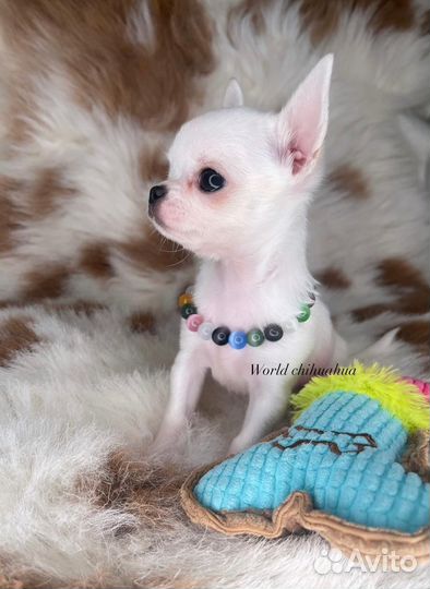 Супер Мини Зайка Чихуахуа